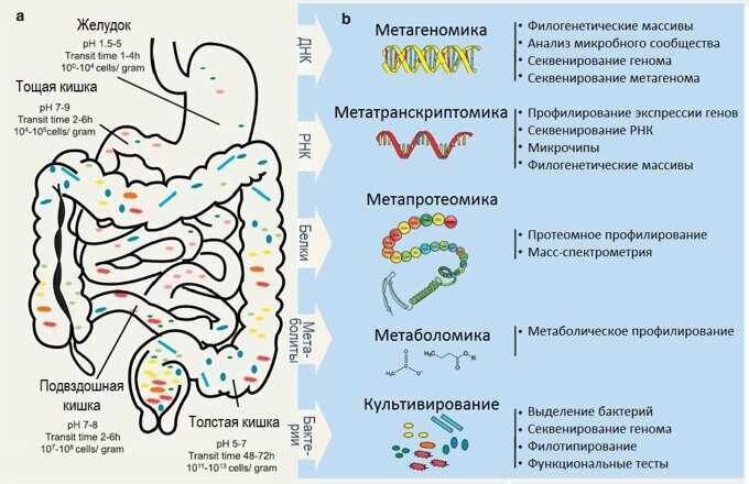 Результаты от бактериологического посева